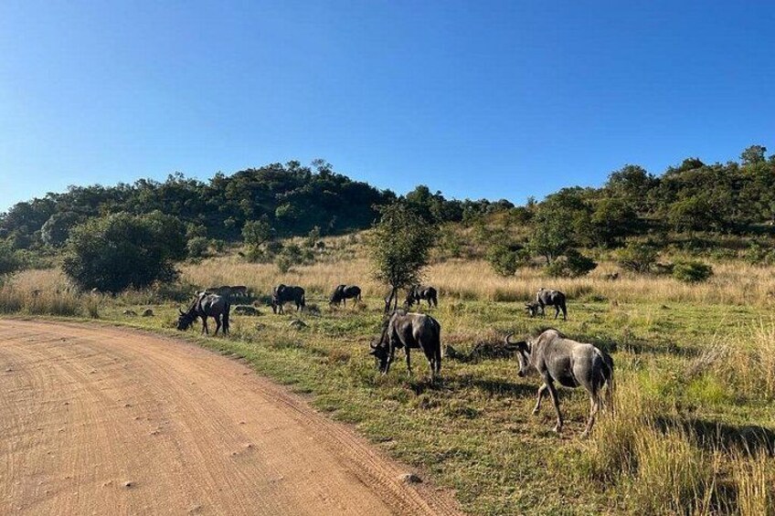 The Ultimate Pilanesberg Big 5 Private 6 hours Safari Game Drive 2