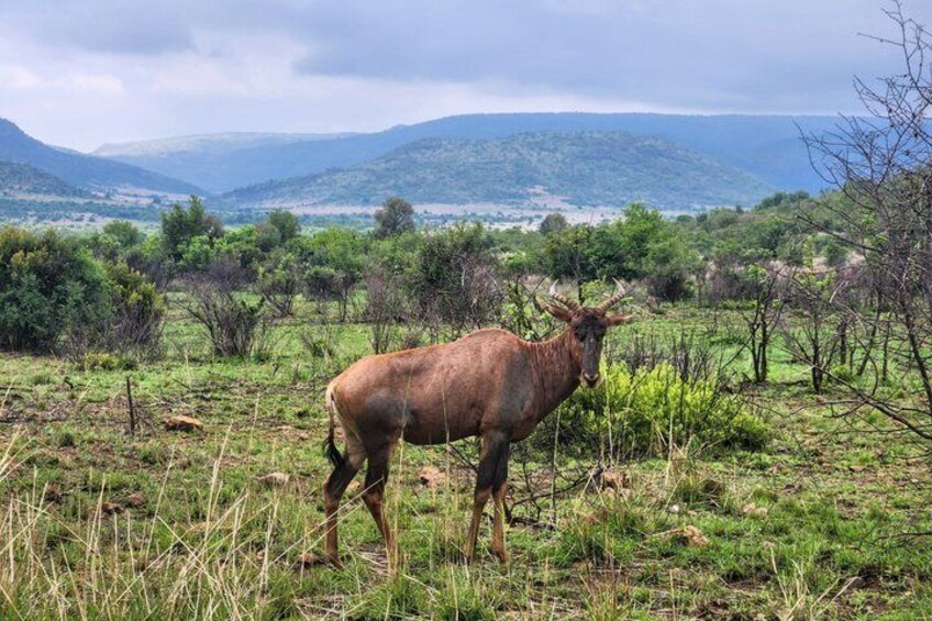 A brown deer standing in a grassy field with mountains in the background. 5