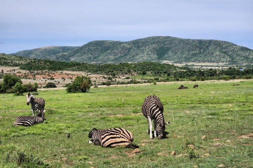 Zebras grazing in a grassy field with mountains in the background. 4