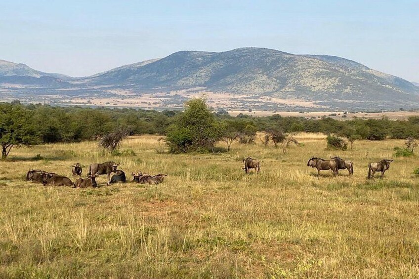 The Ultimate Pilanesberg Big 5 Private 6 hours Safari Game Drive 3