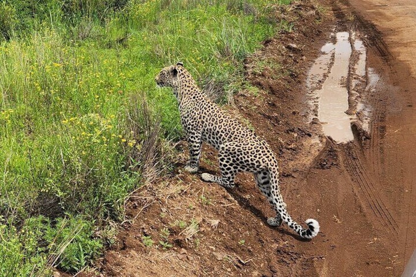 A leopard walking on a muddy roadside. 1
