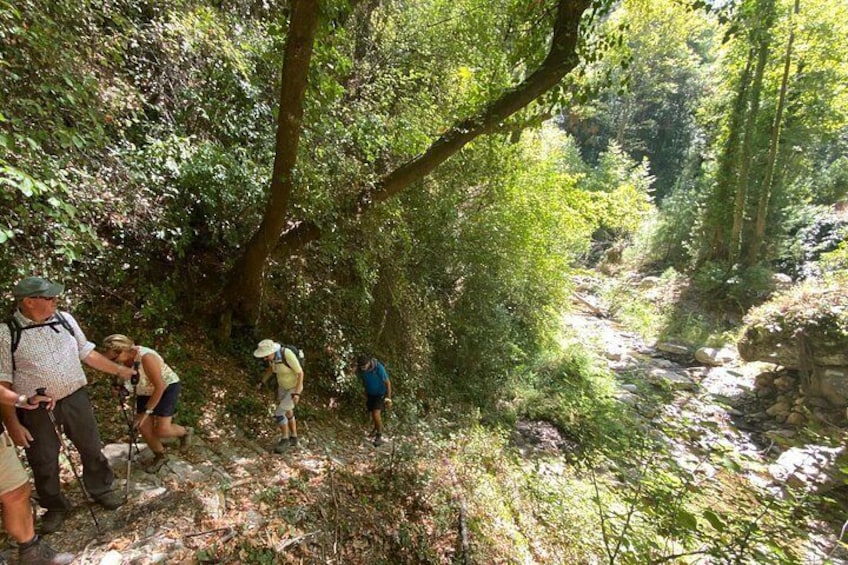 A group of hikers on a forest trail with dense foliage and a stream. 2