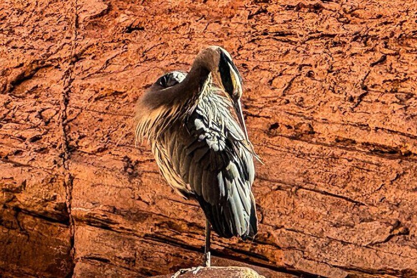A bird standing on a rock with a red, textured background. 3