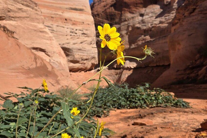 A desert landscape with red rock formations and yellow flowers. 2
