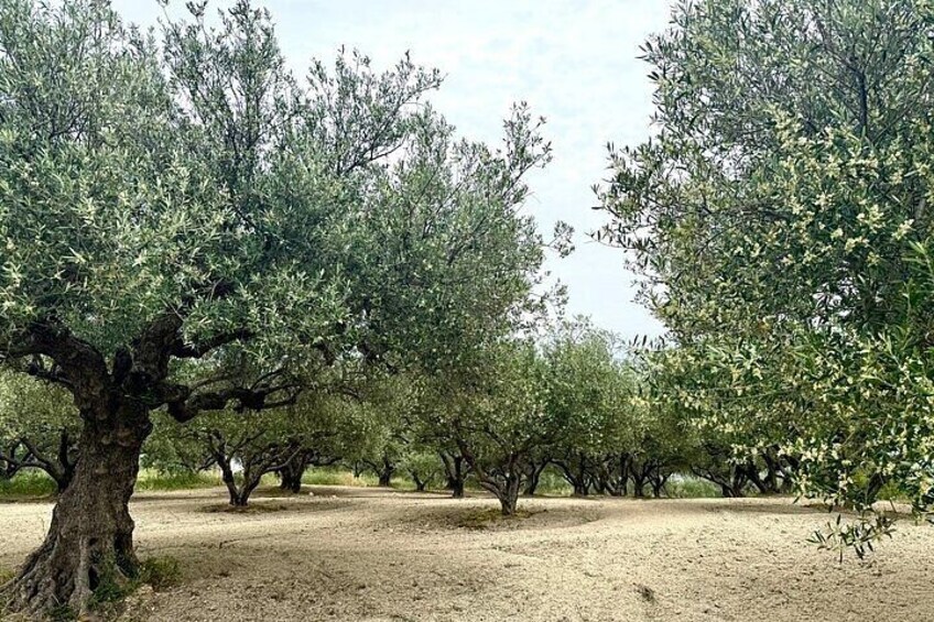 An olive grove with mature trees and a dirt ground. 5