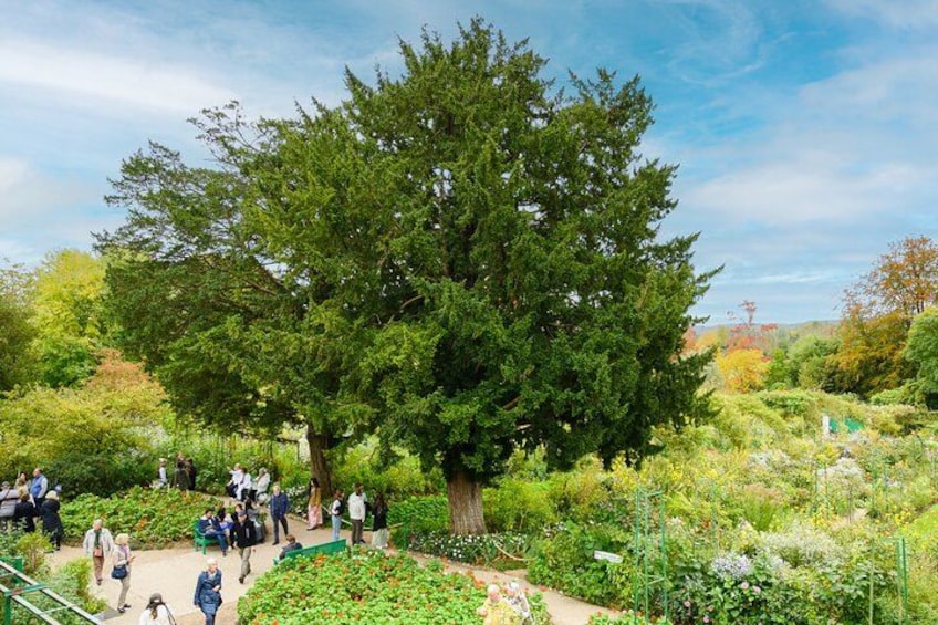 Un árbol grande en un parque, con gente caminando. 2