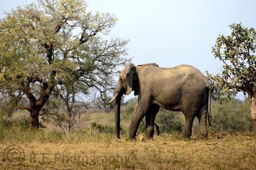 An elephant walking in a grassy field with trees in the background. 5