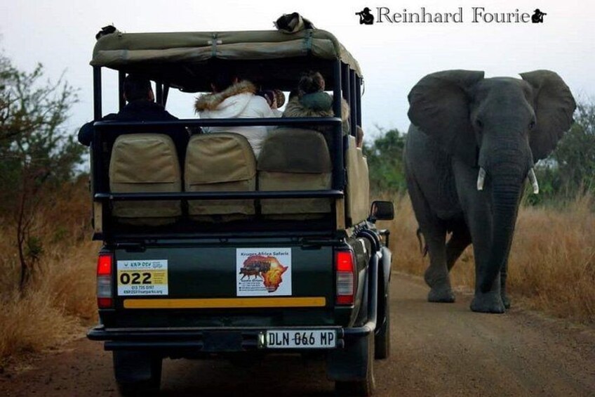 A safari vehicle with passengers, an elephant walking beside the road. 2