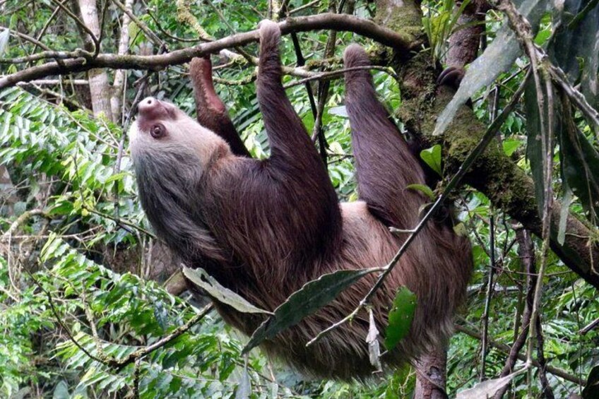 Arenal Volcano, La Fortuna Waterfall, Hot Springs Combo Tour with Lunch & Dinner 2