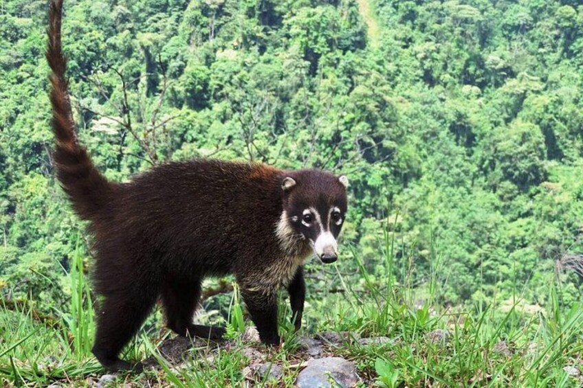 Wildlife Observation 5