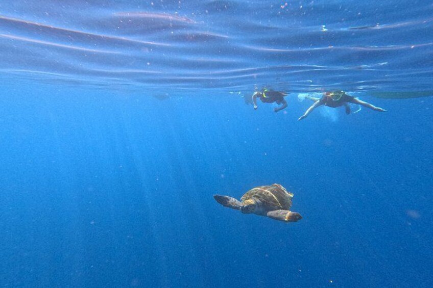 Guided kayaking and snorkeling adventure in Tenerife 2