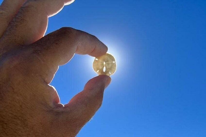 What could be more Florida than sand dollars and sunshine? 3