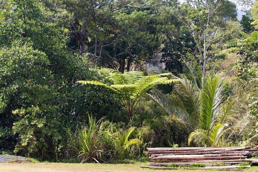 A lush garden with ferns, palm trees, and a wooden bench. 1