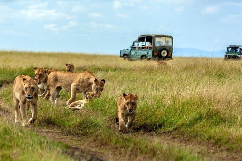 A group of lions in a grassy field with safari vehicles in the background. 3