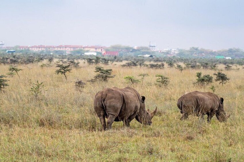 Two rhinoceroses grazing in a grassy field with sparse trees and distant buildings. 2