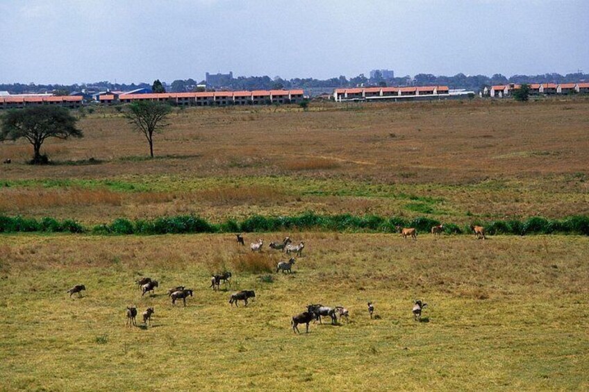 A grassy field with scattered animals, a distant building complex, and a clear sky. 4