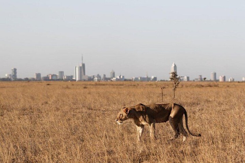 A lion standing in a dry grass field with a city skyline in the background. 5