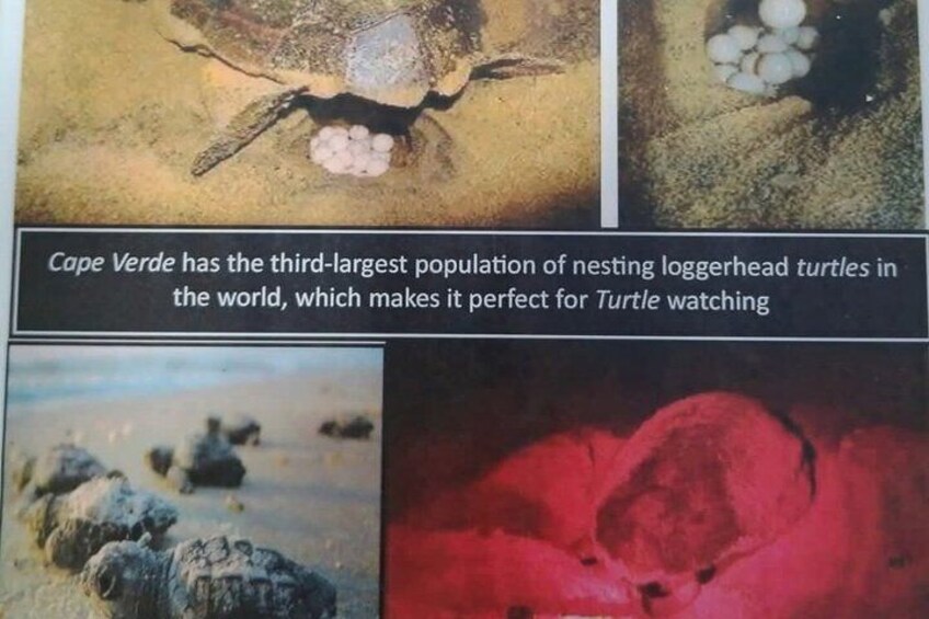 A turtle with eggs, indicating a nesting site. Cape Verde has the third-largest population of nesting loggerhead turtles in the world, making it perfect for turtle watching. 3
