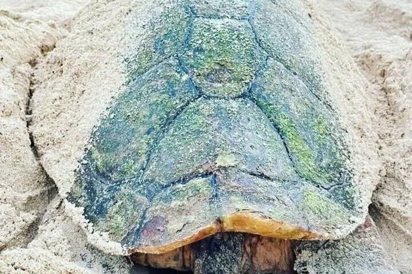A turtle with a green and brown shell on a sandy surface. 2