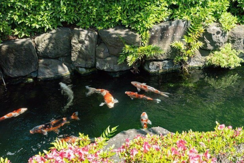 Koikarpfen schwimmen in einem Teich, der von Steinen und Grünpflanzen umgeben ist. 3