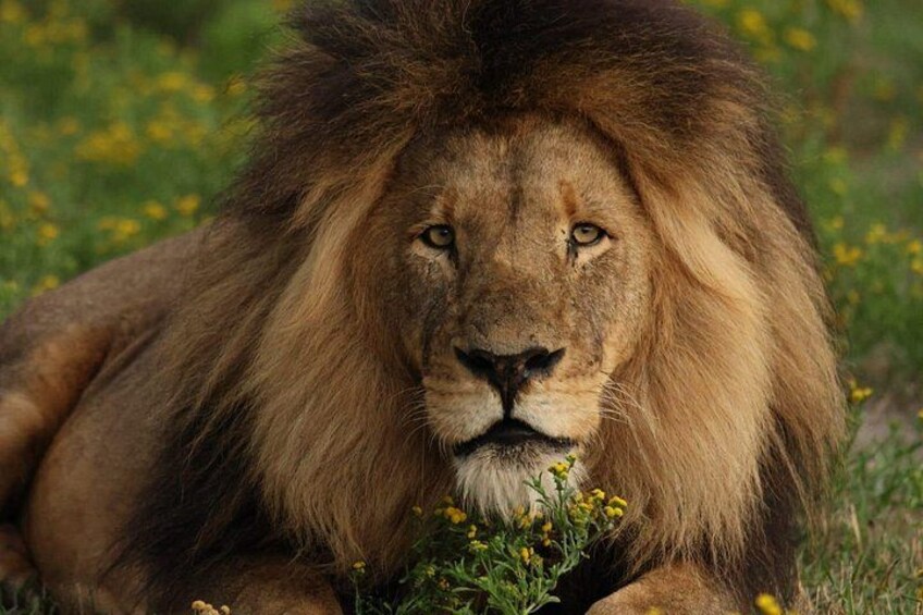 10 Day Safari Adventure in Kafue and Lower Zambezi NP 1
