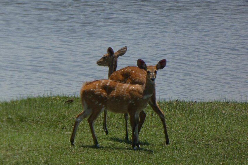 10 Day Safari Adventure in Kafue and Lower Zambezi NP 4
