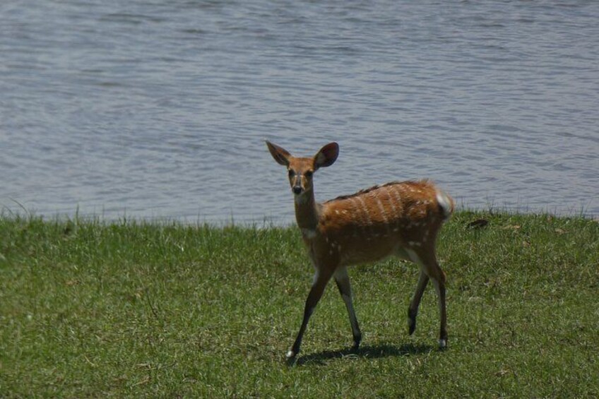10 Day Safari Adventure in Kafue and Lower Zambezi NP 3