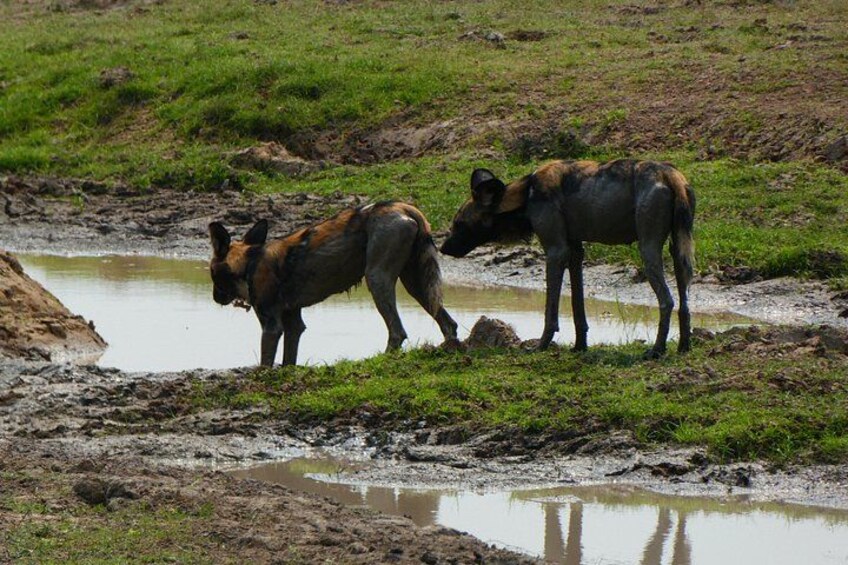 21 Days Safari Adventure Explore Zambia National Parks 5