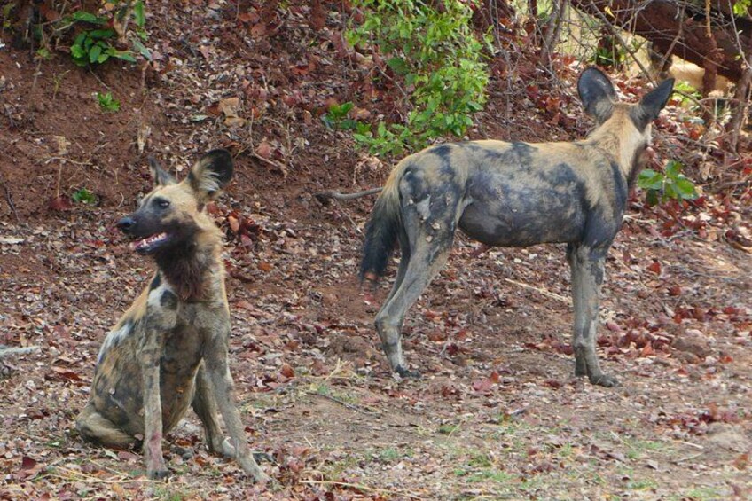 21 Days Safari Adventure Explore Zambia National Parks 4