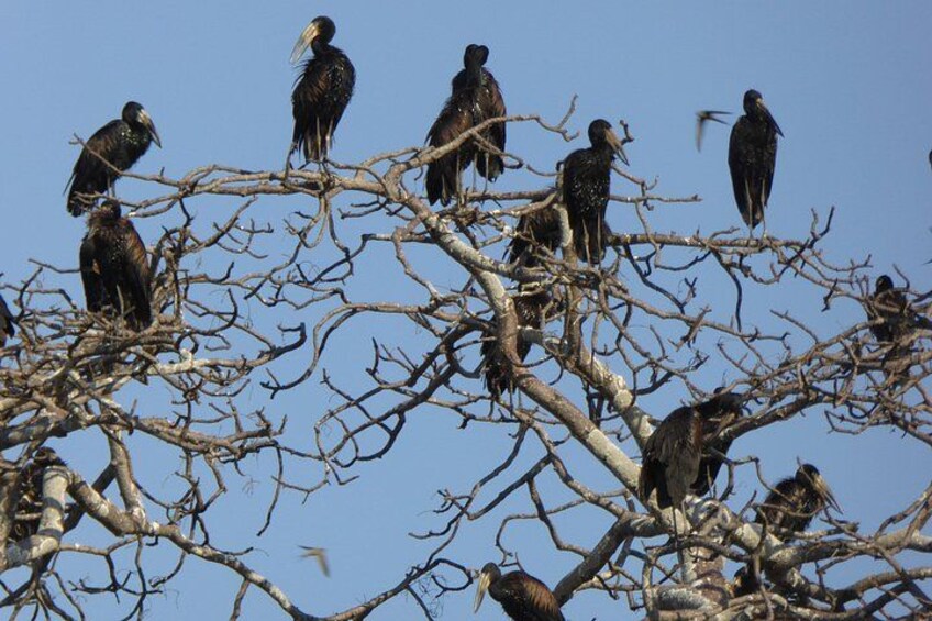 21 Days Safari Adventure Explore Zambia National Parks 1