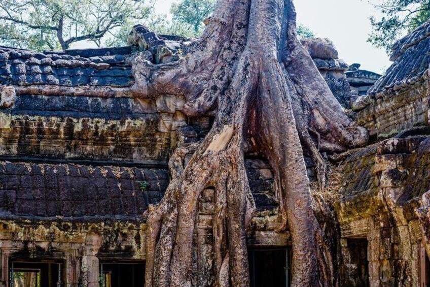 Un temple antique dont les grandes racines d’arbres traversent sa structure. 2