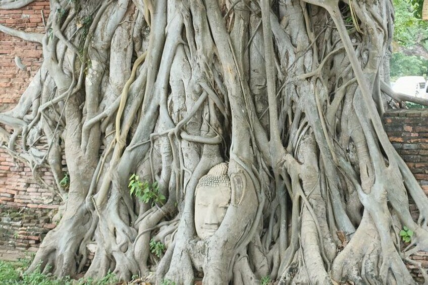 A large tree with extensive roots and a carved stone face. 1