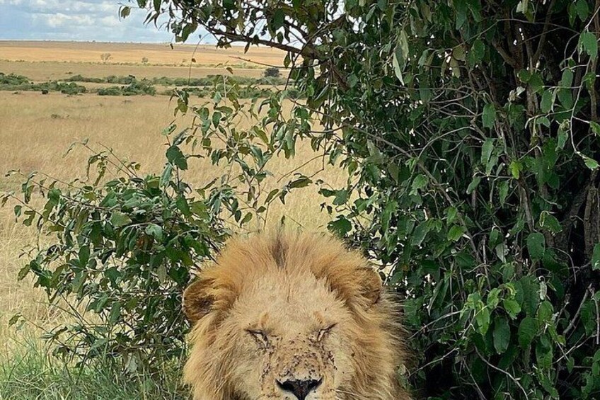 A lion in a natural setting with green foliage and a grassy landscape. 2