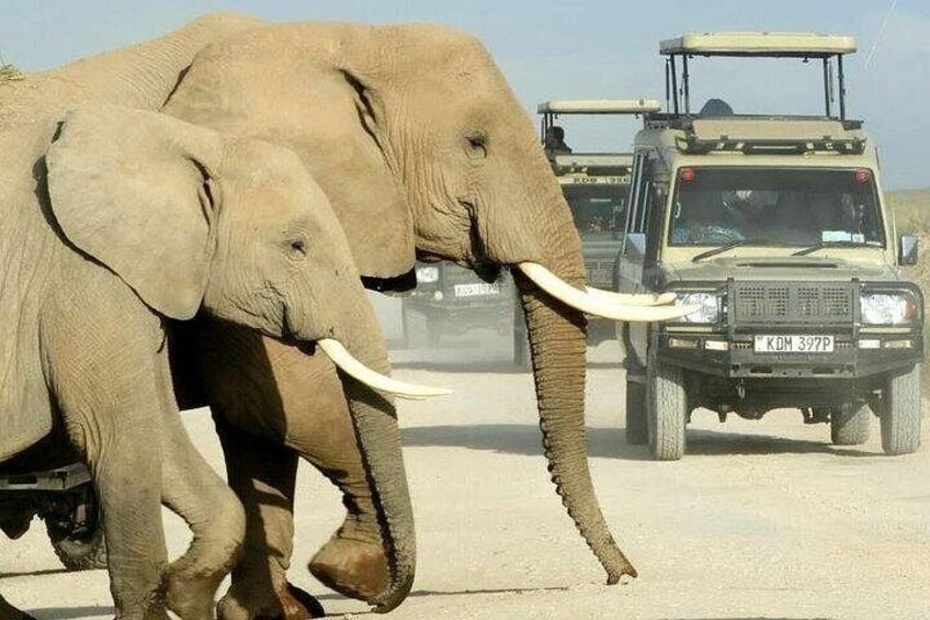 Two elephants walking on a road with a vehicle in the background. 1
