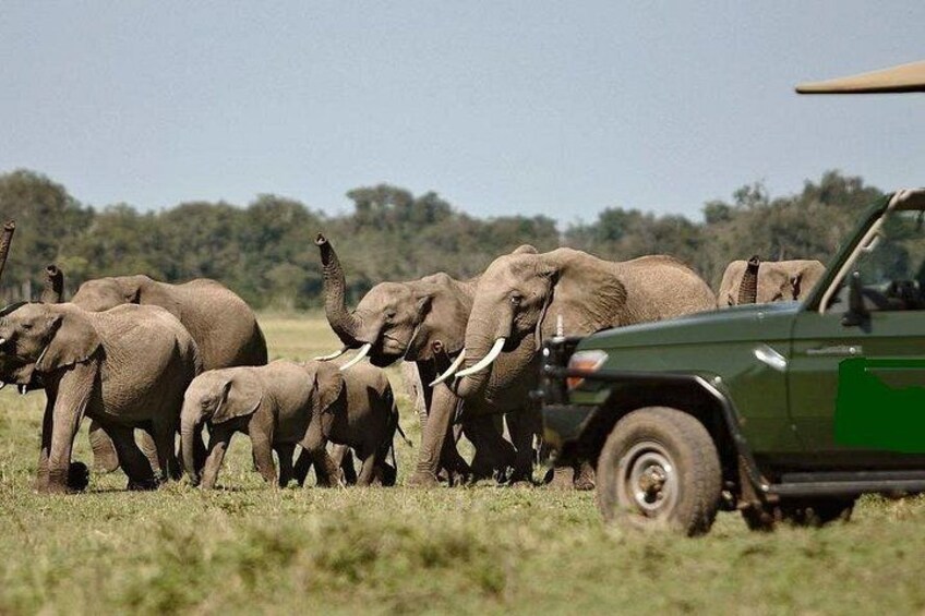 A herd of elephants in a grassy field with a green vehicle in the foreground. 4