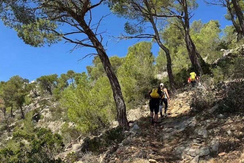 Two hikers on a rocky trail surrounded by pine trees. 2