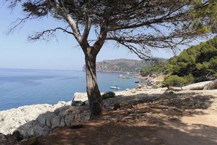 A coastal landscape with a prominent tree, rocky terrain, and a view of the sea. 5