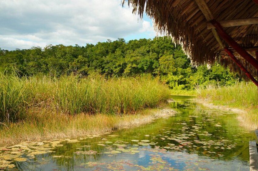 A river with lily pads, surrounded by tall grass and a thatched-roof structure. 5