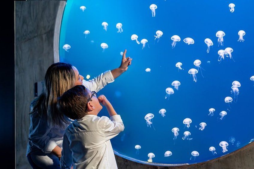 A large aquarium with jellyfish. 2
