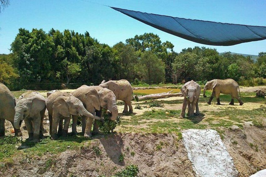 Africam Safari Private Vehicle 3