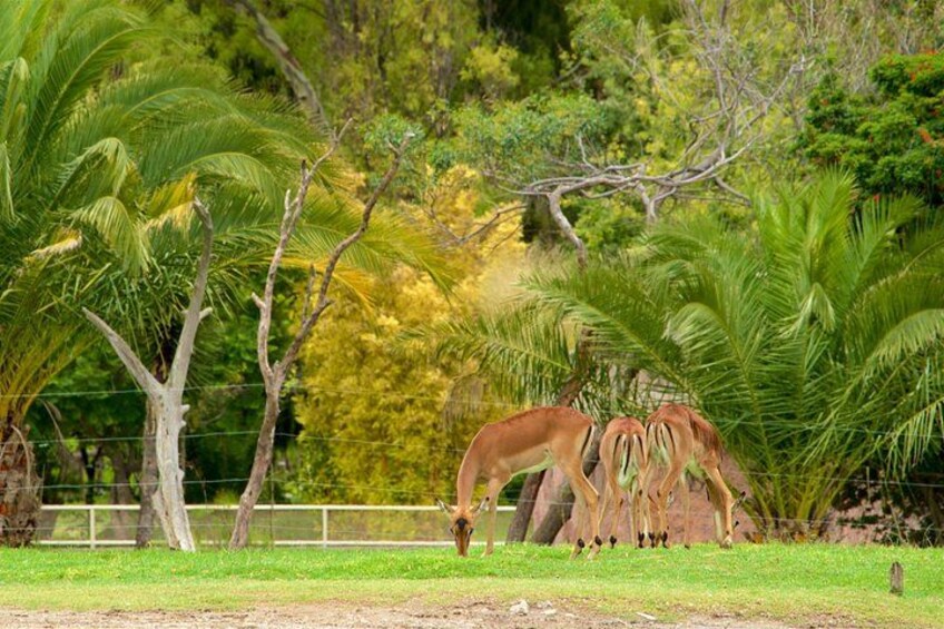 Africam Safari Private Vehicle 4