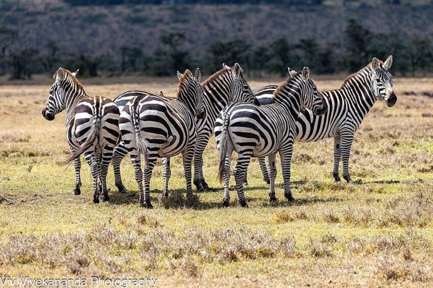 A group of zebras standing in a grassy field with a forested background. 2
