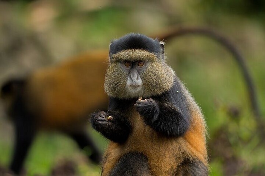 A monkey with black and brown fur, holding something in its hands. 3