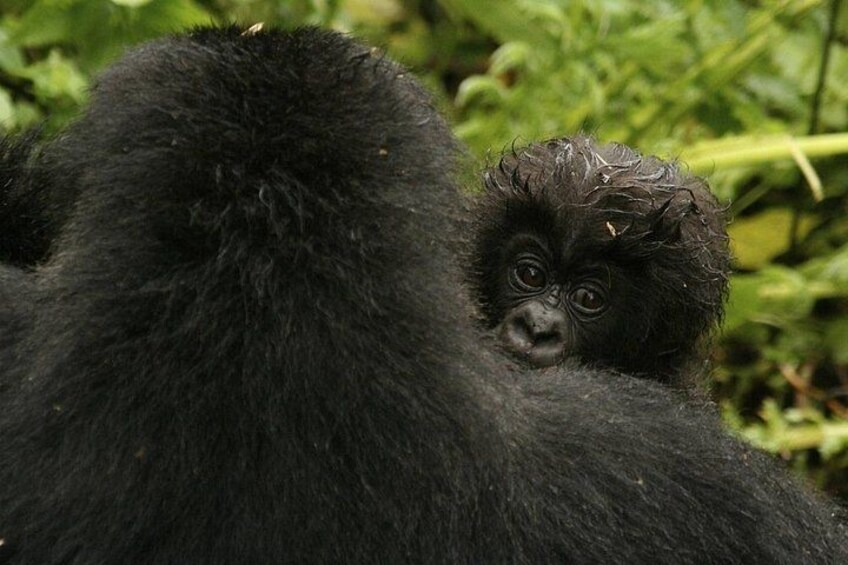 A gorilla with a baby gorilla on its back. 1