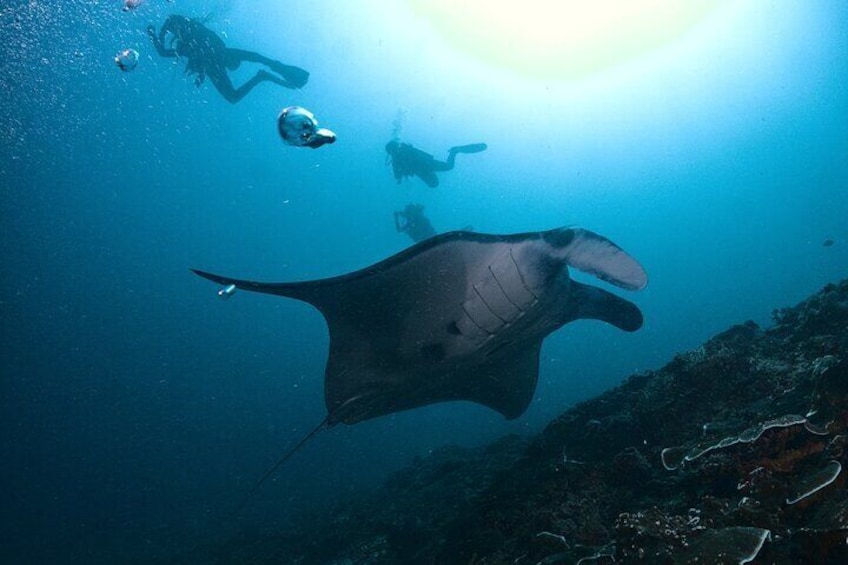 A manta ray swimming near a diver. 1