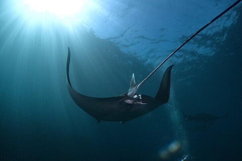 A manta ray swimming underwater with sunlight filtering through the water. 2