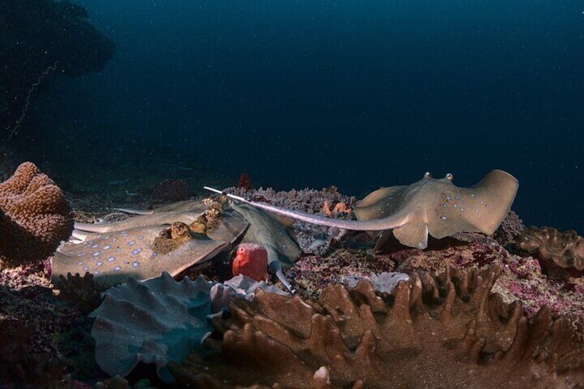 A stingray resting on a coral reef with a boat nearby. 5