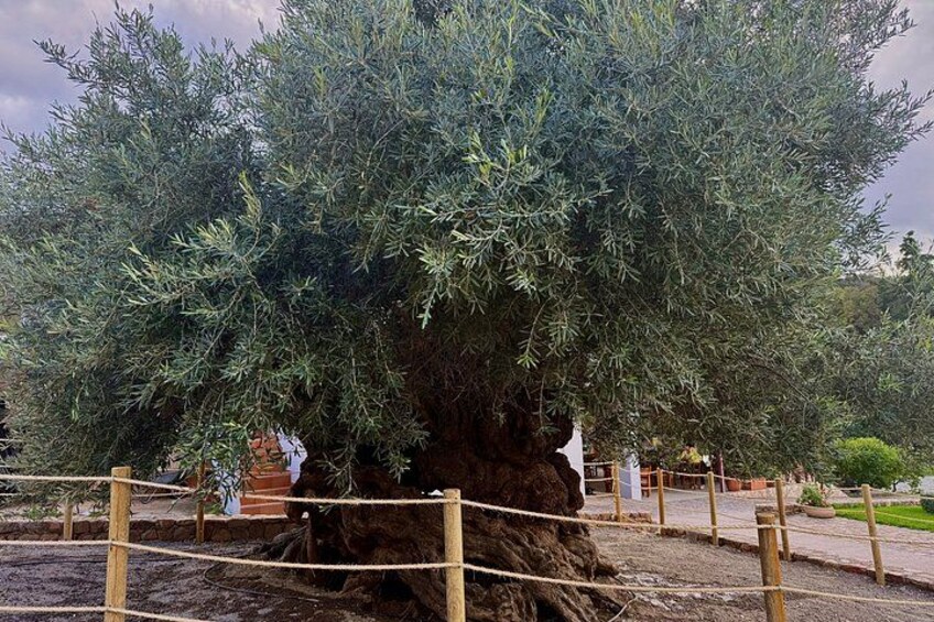 A large tree with a thick trunk and dense foliage, surrounded by a wooden fence. 5