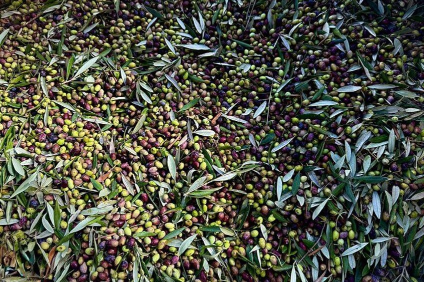 A field of olives with scattered leaves. 4