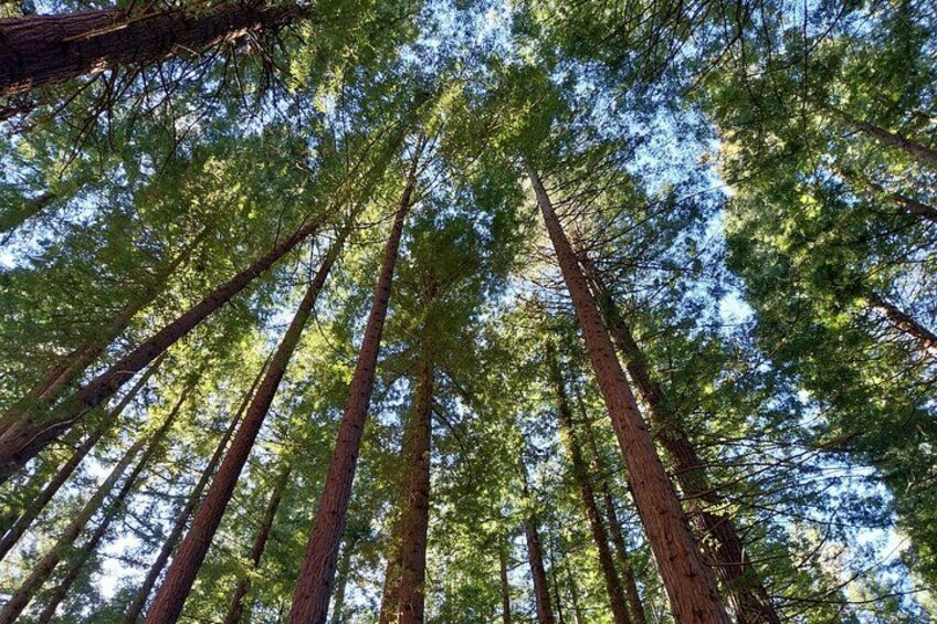 Sequoia Forest and San Vicente de la Barquera Tour 2